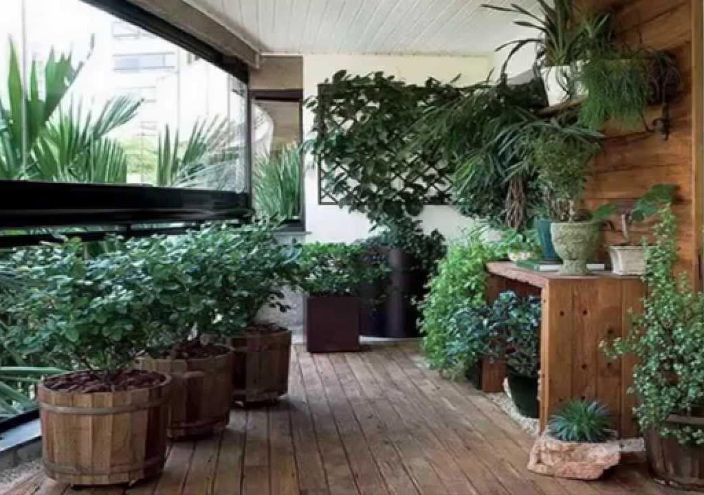 Best Terrace Garden Plants | & Beautiful for Your Green Space